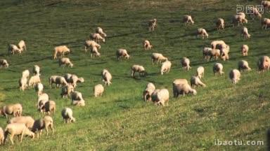 草地上的<strong>羊群</strong>吃草